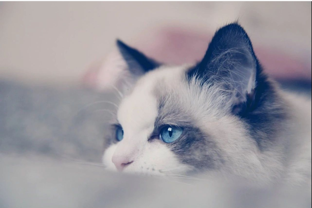 猫.png
